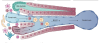 thumbnail image from paper