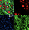 thumbnail image from paper