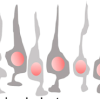 thumbnail image from paper