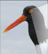 thumbnail image from paper