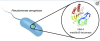 thumbnail image from paper