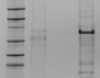 thumbnail image from paper