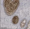thumbnail image from paper