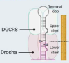 thumbnail image from paper