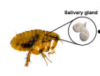 thumbnail image from paper