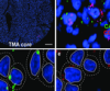 thumbnail image from paper