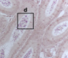 thumbnail image from paper