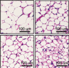 thumbnail image from paper