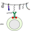 thumbnail image from paper