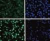 thumbnail image from paper