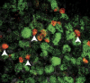 thumbnail image from paper