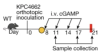 thumbnail image from paper