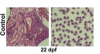 thumbnail image from paper