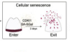 thumbnail image from paper