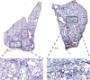 thumbnail image from paper