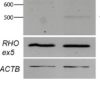 thumbnail image from paper