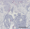 thumbnail image from paper
