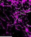 thumbnail image from paper