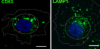 thumbnail image from paper