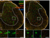 thumbnail image from paper