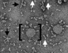thumbnail image from paper