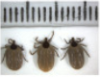 thumbnail image from paper