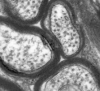 thumbnail image from paper