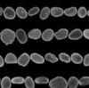 thumbnail image from paper