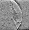 thumbnail image from paper