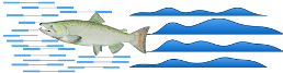 Salmon Logo