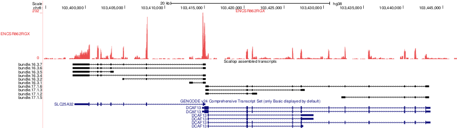 scallop example results